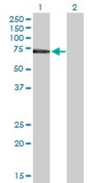 Anti-IL2RB antibody produced in rabbit purified immunoglobulin, buffered aqueous solution
