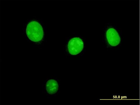 Monoclonal Anti-STK33 antibody produced in mouse clone 4A12, purified immunoglobulin, buffered aqueous solution