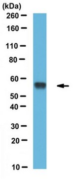 Anti-Ero1 Antibody, clone 2G4/12 clone 2G4/12, from mouse