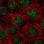 Anti-NR4A1 antibody produced in rabbit Prestige Antibodies&#174; Powered by Atlas Antibodies, affinity isolated antibody