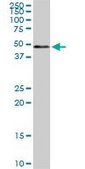 ANTI-SMAD1 antibody produced in mouse clone 1B8, purified immunoglobulin, buffered aqueous solution