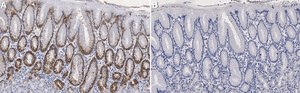 Anti-MUC5AC Antibody, clone CLH2 ZooMAb&#174; Mouse Monoclonal recombinant, expressed in HEK 293 cells