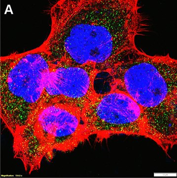 Anti-LRRFIP2 Antibody, clone 1B22 ZooMAb&#174; Rabbit Monoclonal recombinant, expressed in HEK 293 cells