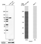 Anti-CALD1 antibody produced in rabbit Ab1, Prestige Antibodies&#174; Powered by Atlas Antibodies, affinity isolated antibody, buffered aqueous glycerol solution