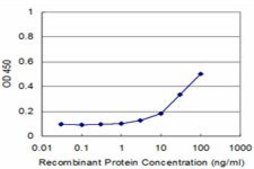 Monoclonal Anti-AKAP12, (C-terminal) antibody produced in mouse clone 3C3, purified immunoglobulin, buffered aqueous solution