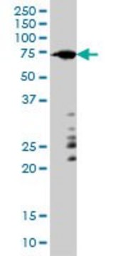 Monoclonal Anti-ARAF antibody produced in mouse clone 6H6, purified immunoglobulin, buffered aqueous solution
