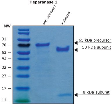 Heparanase-1 pre-activated human recombinant, expressed in HEK 293 cells