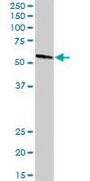 Anti-MPP1 antibody produced in rabbit purified immunoglobulin, buffered aqueous solution