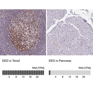 Anti-EED antibody produced in rabbit Prestige Antibodies&#174; Powered by Atlas Antibodies, affinity isolated antibody, buffered aqueous glycerol solution