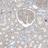 Anti-AGRN antibody produced in rabbit Prestige Antibodies&#174; Powered by Atlas Antibodies, affinity isolated antibody, buffered aqueous glycerol solution