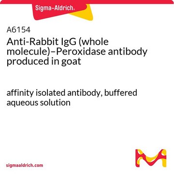 Anti-Rabbit IgG (whole molecule)–Peroxidase antibody produced in goat affinity isolated antibody, buffered aqueous solution