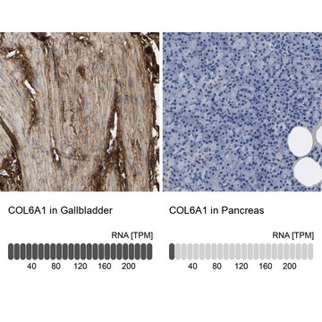 Anti-COL6A1 antibody produced in rabbit Prestige Antibodies&#174; Powered by Atlas Antibodies, affinity isolated antibody, buffered aqueous glycerol solution