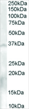 Anti-NANOS1 antibody produced in goat affinity isolated antibody, buffered aqueous solution