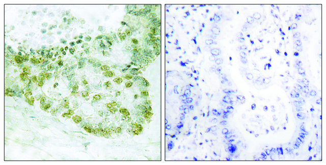 Anti-HIC-5 antibody produced in rabbit affinity isolated antibody