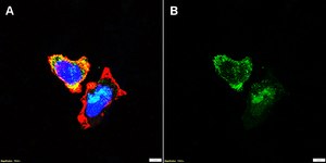 Anti-IL-6R Antibody, clone 1D19 ZooMAb&#174; Rabbit Monoclonal recombinant, expressed in HEK 293 cells