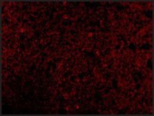 Anti-CRMP1 antibody produced in rabbit affinity isolated antibody, buffered aqueous solution