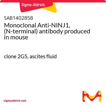 Monoclonal Anti-NINJ1, (N-terminal) antibody produced in mouse clone 2G5, ascites fluid