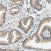 Anti-SFXN3 antibody produced in rabbit Prestige Antibodies&#174; Powered by Atlas Antibodies, affinity isolated antibody, buffered aqueous glycerol solution