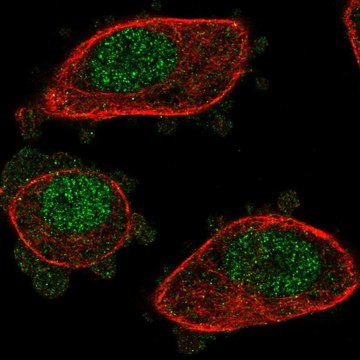 Anti-NUDT2 antibody produced in rabbit Prestige Antibodies&#174; Powered by Atlas Antibodies, affinity isolated antibody