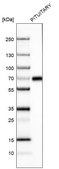 Monoclonal Anti-ZNF10 antibody produced in mouse Prestige Antibodies&#174; Powered by Atlas Antibodies, clone CL9747, purified immunoglobulin, buffered aqueous glycerol solution
