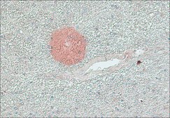 Anti-&#946;-Amyloid Protein (1-40) antibody produced in rabbit whole antiserum