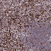 Anti-ABCA7 antibody produced in rabbit Prestige Antibodies&#174; Powered by Atlas Antibodies, affinity isolated antibody, buffered aqueous glycerol solution