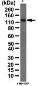 Anti-Bcl-2-associated transcription factor 1 Antibody from rabbit, purified by affinity chromatography