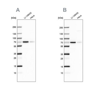 Anti-STAM2 antibody produced in rabbit Prestige Antibodies&#174; Powered by Atlas Antibodies, affinity isolated antibody, buffered aqueous glycerol solution