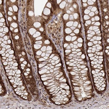 Anti-MAEA antibody produced in rabbit Prestige Antibodies&#174; Powered by Atlas Antibodies, affinity isolated antibody