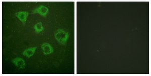 Anti-KSR antibody produced in rabbit affinity isolated antibody