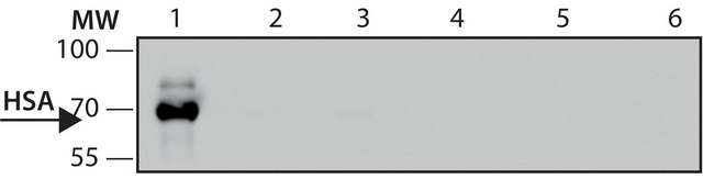 Anti-Human Serum Albumin antibody, Mouse monoclonal clone HSA-11, purified from hybridoma cell culture