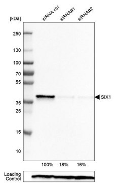 Monoclonal Anti-SIX1 antibody produced in mouse Prestige Antibodies&#174; Powered by Atlas Antibodies, clone CL0185, purified immunoglobulin, buffered aqueous glycerol solution