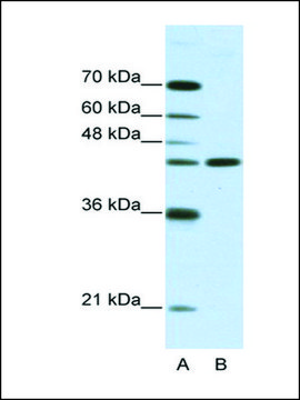 Anti-NMUR2 antibody produced in rabbit affinity isolated antibody