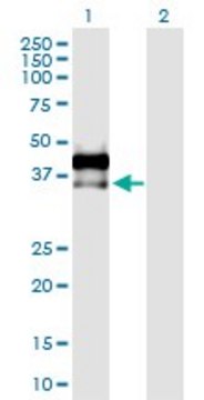 Anti-AREG antibody produced in rabbit purified immunoglobulin, buffered aqueous solution