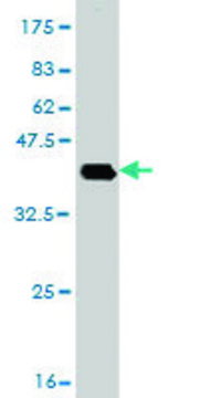 Monoclonal Anti-DHX8 antibody produced in mouse clone 1E10, purified immunoglobulin, buffered aqueous solution