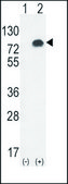 ANTI-GPC6 (C-TERM) antibody produced in rabbit IgG fraction of antiserum, buffered aqueous solution