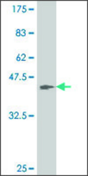 ANTI-ATOH1 antibody produced in mouse clone 2B7, purified immunoglobulin, buffered aqueous solution