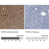 Anti-CRYM antibody produced in rabbit Prestige Antibodies&#174; Powered by Atlas Antibodies, affinity isolated antibody, buffered aqueous glycerol solution