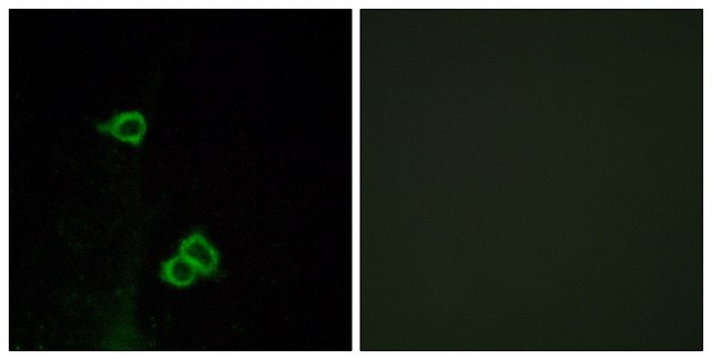 Anti-CXCR7 antibody produced in rabbit affinity isolated antibody