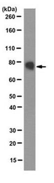 Anti-Ephrin-B2 Antibody clone 10H1.1, from mouse