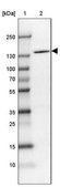 Anti-IFIH1 antibody produced in rabbit Prestige Antibodies&#174; Powered by Atlas Antibodies, affinity isolated antibody, buffered aqueous glycerol solution