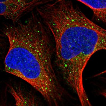 Anti-MSH5 antibody produced in rabbit Prestige Antibodies&#174; Powered by Atlas Antibodies, affinity isolated antibody