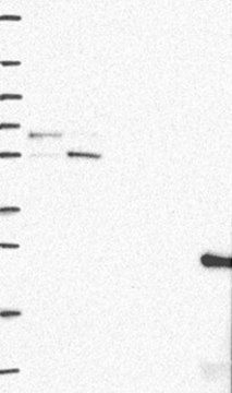Anti-RMDN3 antibody produced in rabbit Prestige Antibodies&#174; Powered by Atlas Antibodies, affinity isolated antibody, buffered aqueous glycerol solution