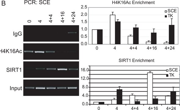 Anti-acetyl-Histone H4 (Lys16) Antibody Upstate&#174;, from rabbit