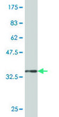 Monoclonal Anti-LHX5 antibody produced in mouse clone 2C6, purified immunoglobulin, buffered aqueous solution