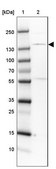 Anti-SMC3 antibody produced in rabbit Prestige Antibodies&#174; Powered by Atlas Antibodies, affinity isolated antibody, buffered aqueous glycerol solution