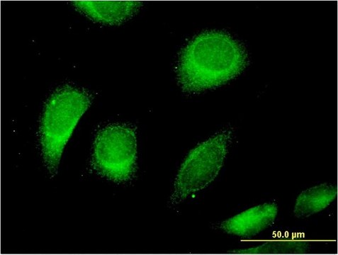 Monoclonal Anti-CLCN6, (C-terminal) antibody produced in mouse clone 2H2, purified immunoglobulin, buffered aqueous solution