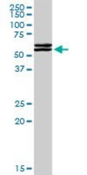 Anti-TAF1A antibody produced in rabbit purified immunoglobulin, buffered aqueous solution