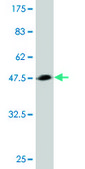 Monoclonal Anti-TWIST2 antibody produced in mouse clone 3C8, purified immunoglobulin, buffered aqueous solution