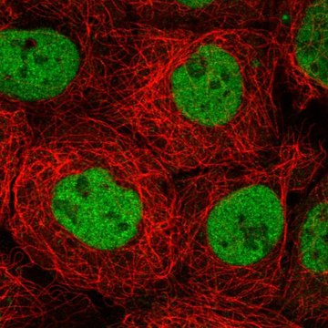 Anti-MBD2 antibody produced in rabbit Prestige Antibodies&#174; Powered by Atlas Antibodies, affinity isolated antibody